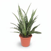 Sansevieria &
