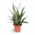 Sansevieria &
