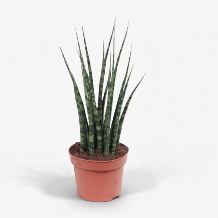 Sansevieria Fernwood Mikado — Mother-in-law&