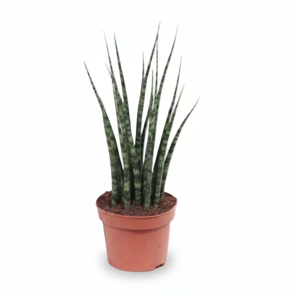 Sansevieria Fernwood Mikado — Língua de sogra - Verdeia - 1