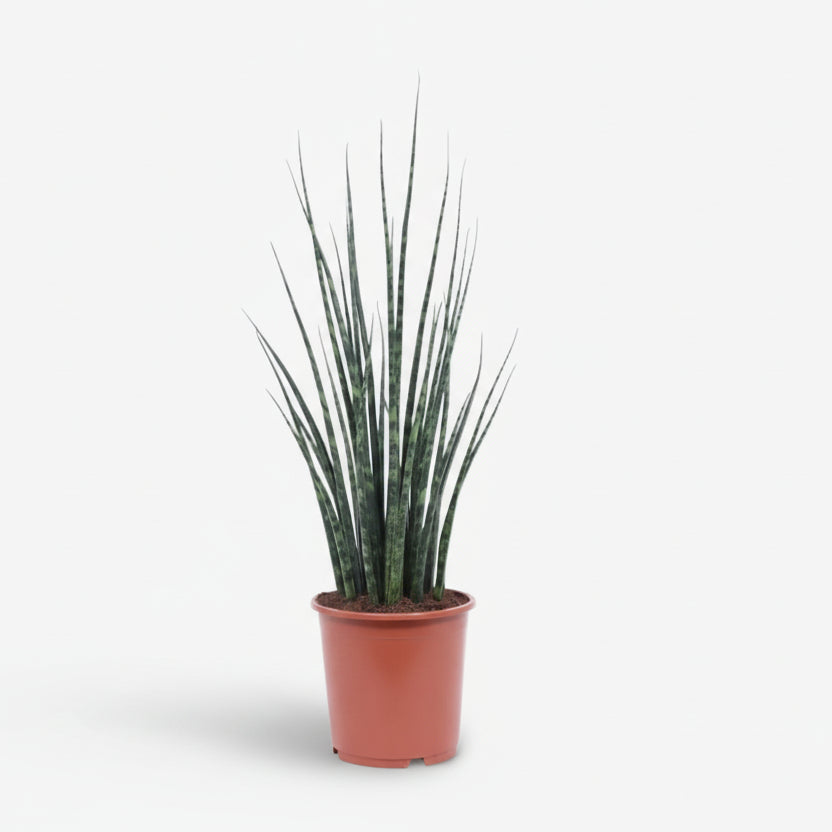 Sansevieria Fernwood Mikado — Língua da sogra - Verdeia - 6