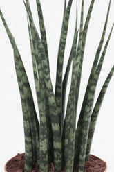 Sansevieria Fernwood Mikado — Lengua de suegra - Verdeia - 2