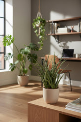 Sansevieria Fernwood Punk — Mother-in-law&