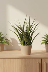 Sansevieria Fernwood Punk — Mother-in-law&