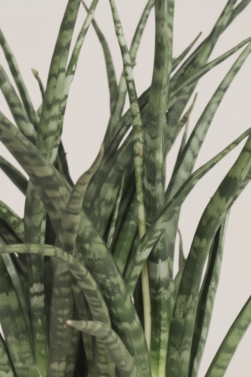 Sansevieria Fernwood Punk — Język teściowej — Ø12 cm — H35 cm - Verdeia - 2