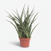 Sansevieria Fernwood Punk — Mother-in-law&