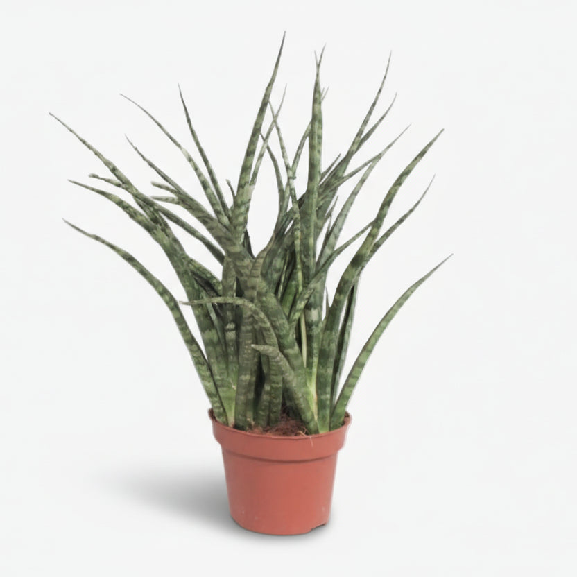 Sansevieria Fernwood Punk — Mother-in-law&