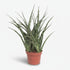 Sansevieria Fernwood Punk — Mother-in-law&