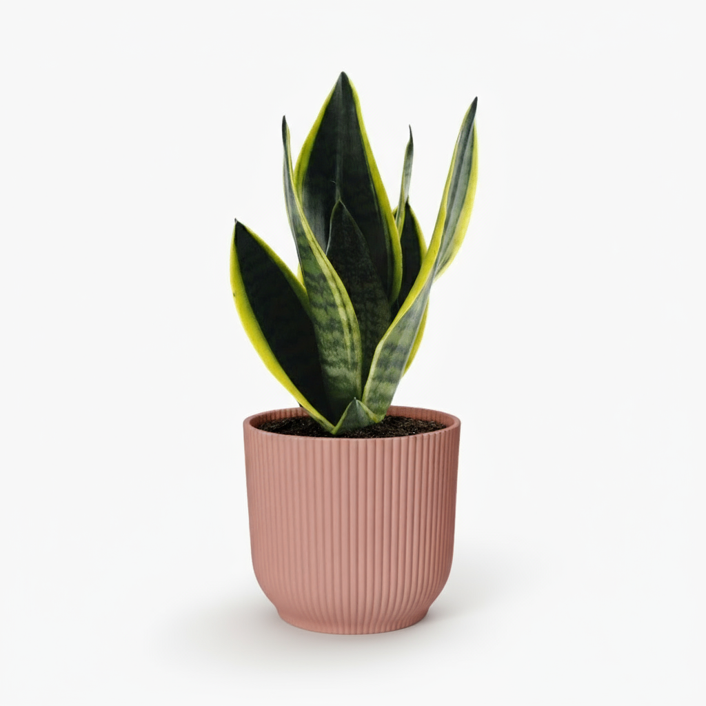 Sansevieria Futura Superba – Langue de belle - mère panachée compacte - Verdeia