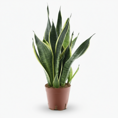 Sansevieria Futura Superba – Langue de belle - mère panachée compacte - Verdeia