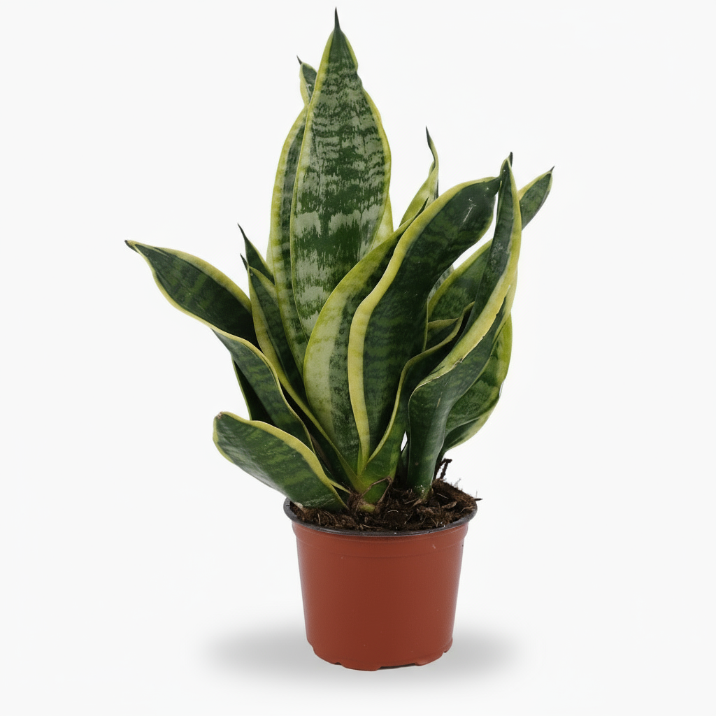 Sansevieria Futura Superba – Langue de belle - mère panachée compacte - Verdeia