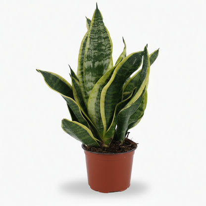 Sansevieria Futura Superba – Langue de belle - mère panachée compacte - Verdeia