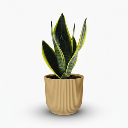 Sansevieria Futura Superba – Langue de belle - mère panachée compacte - Verdeia