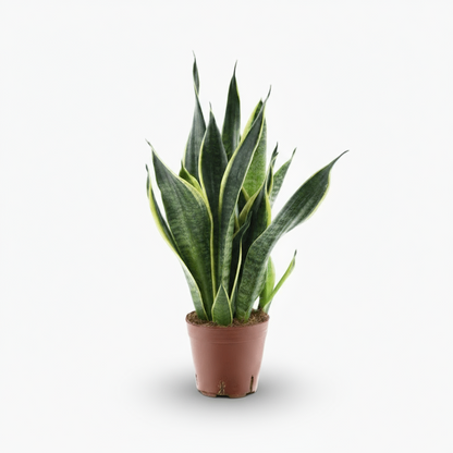 Sansevieria Futura Superba – Langue de belle - mère panachée compacte - Verdeia