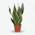 Sansevieria Futura Superba — Lengua de suegra - Verdeia - 1