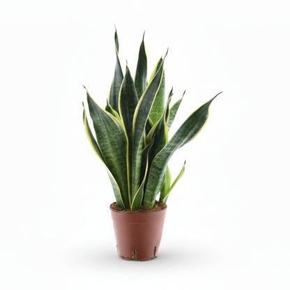 Sansevieria Futura Superba — Lengua de suegra - Verdeia - 6