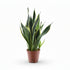 Sansevieria Futura Superba — Língua-de-sogra - Verdeia - 6