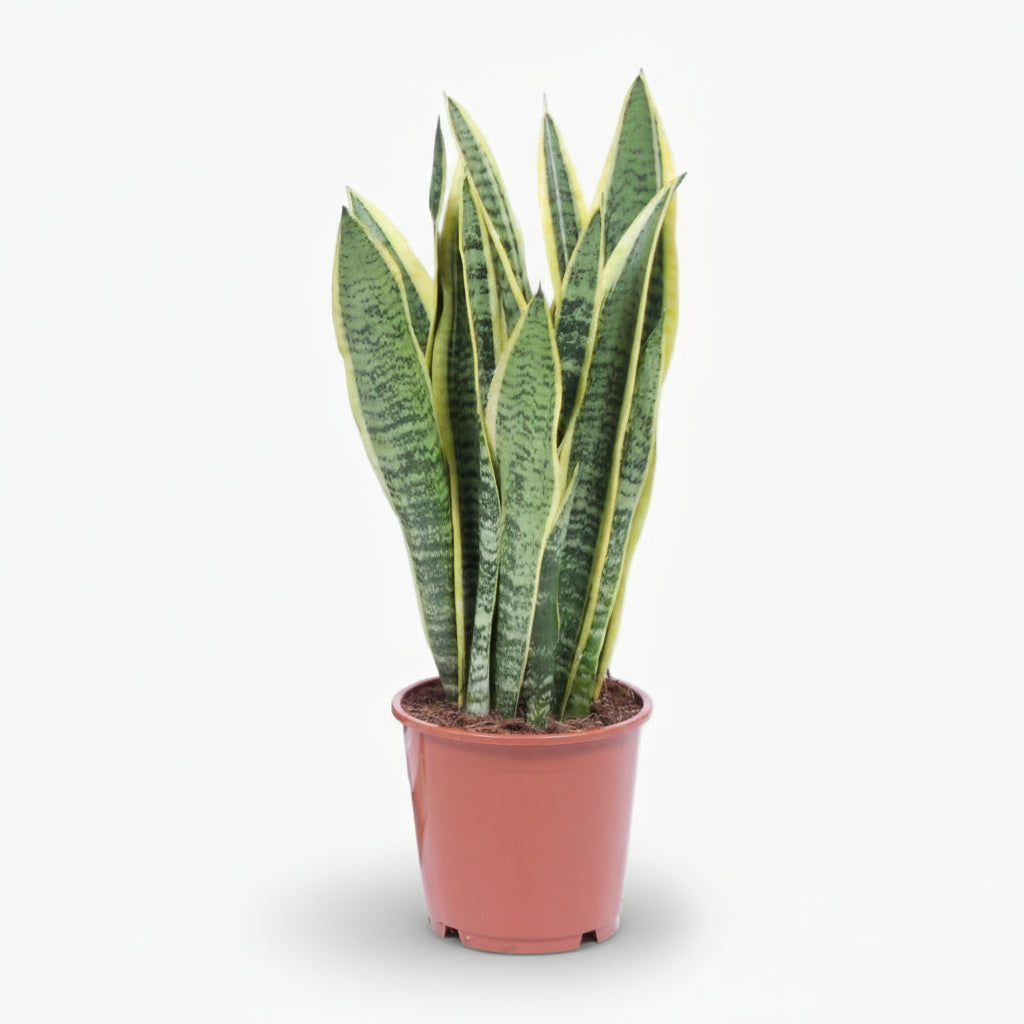 Sansevieria Laurentii – Langue de belle - mère - Verdeia