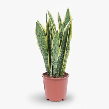 Sansevieria Laurentii – Langue de belle - mère - Verdeia