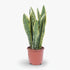 Sansevieria Laurentii – Langue de belle - mère - Verdeia