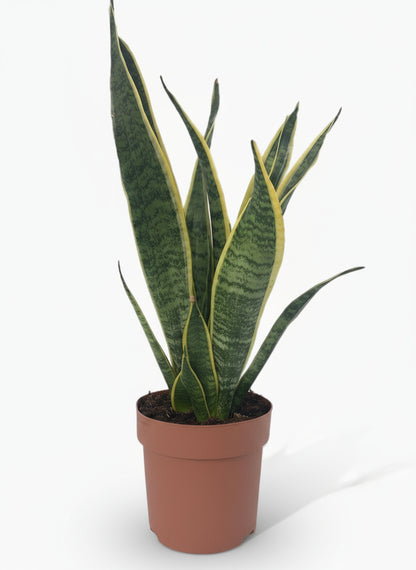 Sansevieria Laurentii – Langue de belle - mère - Verdeia