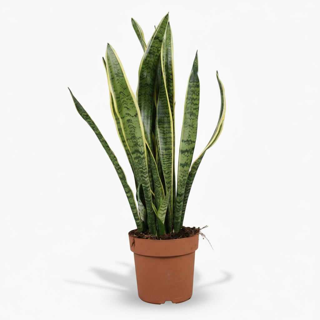 Sansevieria Laurentii – Langue de belle - mère - Verdeia