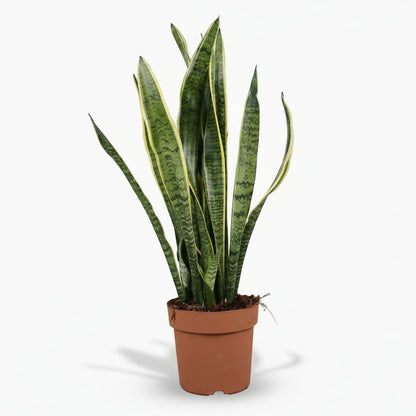 Sansevieria Laurentii – Langue de belle - mère - Verdeia