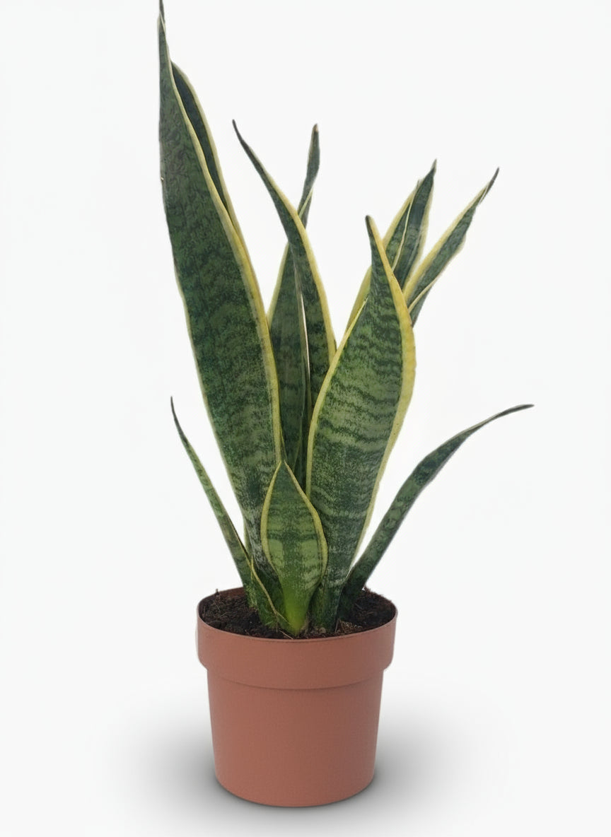 Sansevieria Laurentii – Langue de belle - mère - Verdeia