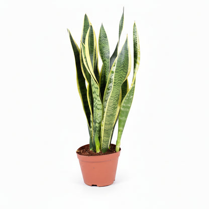 Sansevieria Laurentii – Lengua de suegra - Verdeia - 5