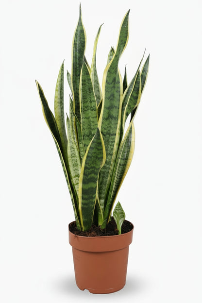 Sansevieria Laurentii – Langue de belle - mère - Verdeia