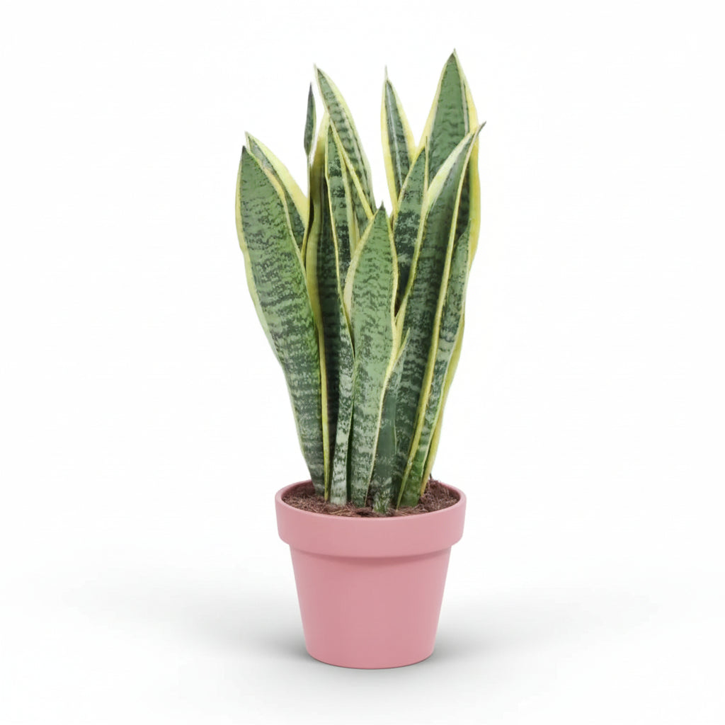 Sansevieria Laurentii – Lengua de suegra - Verdeia - 4