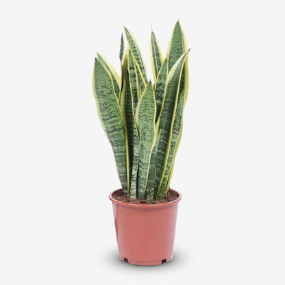 Sansevieria Laurentii – Lengua de suegra - Verdeia - 4