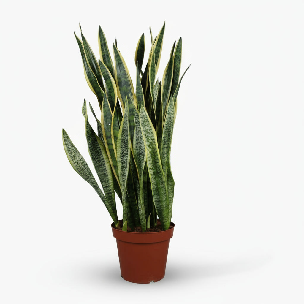 Sansevieria Laurentii – Langue de belle - mère - Verdeia