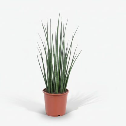 Sansevieria Mikado — Lengua de suegra - Verdeia - 7