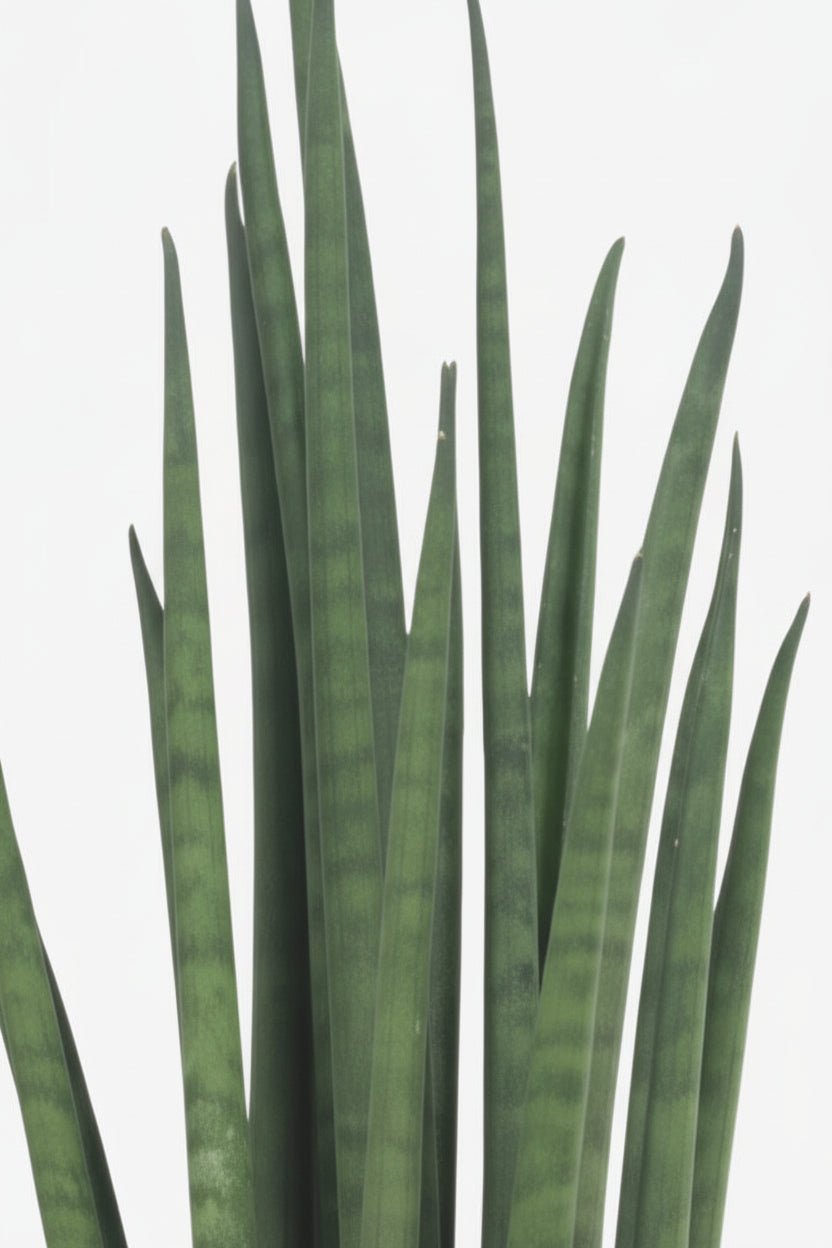 Sansevieria Mikado — Lengua de suegra - Verdeia - 2