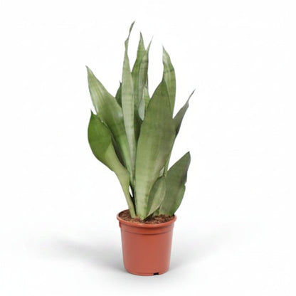 Sansevieria &