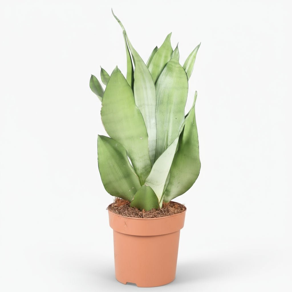 Sansevieria ‘Moonshine’ - Ø14cm - H40cm - Verdeia