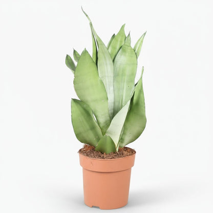 Sansevieria ‘Moonshine’ - Ø14cm - H40cm - Verdeia