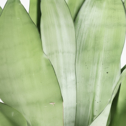 Sansevieria ‘Moonshine’ - Ø14cm - H40cm - Verdeia