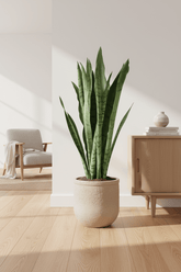 Sansevieria Spearmint — Llengua de sogra panellada — Ø14 cm — A55 cm - Verdeia - 4