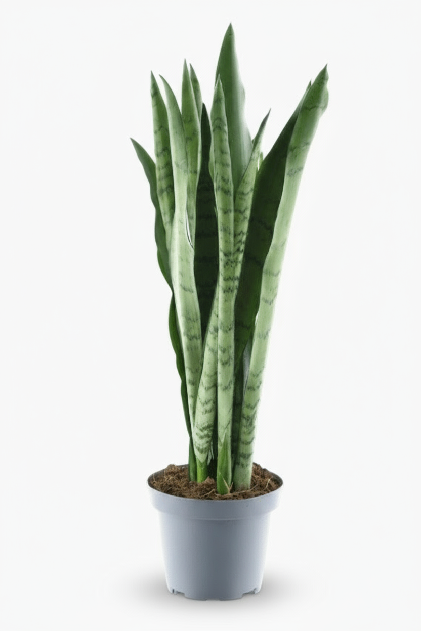 Sansevieria Spearmint – Langue de belle - mère panachée - Verdeia