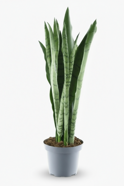 Sansevieria Spearmint – Langue de belle - mère panachée - Verdeia