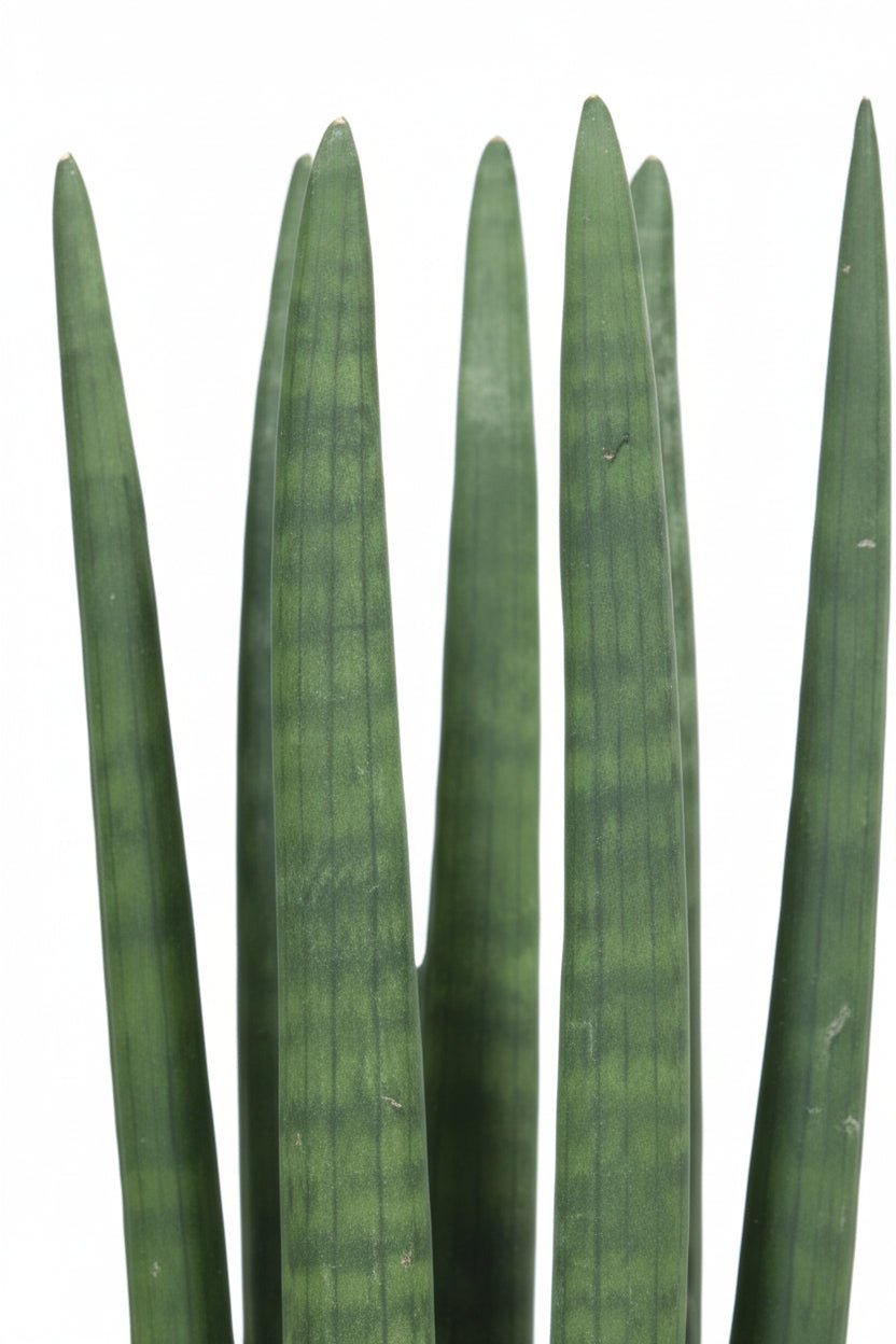 Sansevieria recta (Lengua de suegra) — H40 cm | Maceta Ø12 cm - Verdeia - 2