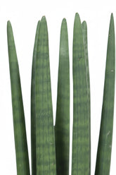 Sansevieria recta (Lengua de suegra) — H40 cm | Maceta Ø12 cm - Verdeia - 2