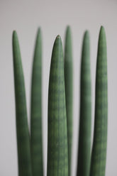 Sansevieria recta — Lengua de suegra — Ø12 cm — H40 cm - Verdeia - 2