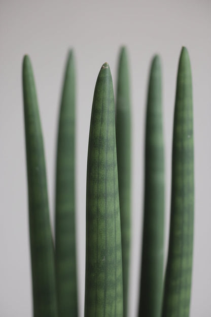 Sansevieria recta — Lengua de suegra — Ø12 cm — H40 cm - Verdeia - 2