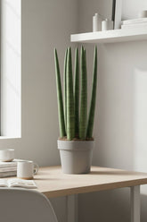 Sansevieria recta — Lengua de suegra — Ø12 cm — H40 cm - Verdeia - 4