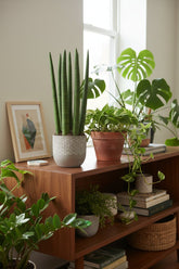 Sansevieria recta — Lengua de suegra — Ø12 cm — H40 cm - Verdeia - 5