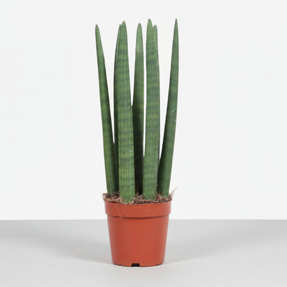 Sansevieria recta — Lengua de suegra — Ø12 cm — H40 cm - Verdeia - 1