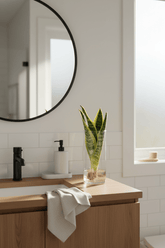 Sansevieria trifasciata &
